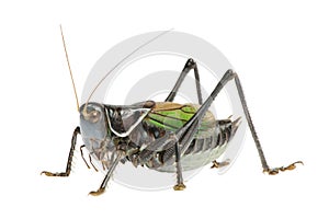 Grasshopper - Gampsocleis gratiosa