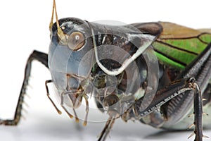 Grasshopper - Gampsocleis gratiosa