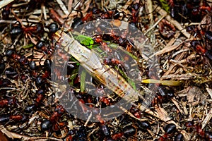 Grasshopper getting eat by an ants swarm