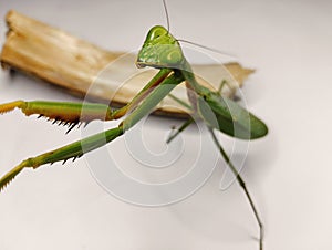 Grasshopper mantis