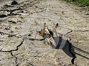 Grasshopper, going on a long journey.