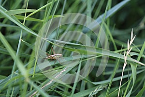 Grasshopper in the grass