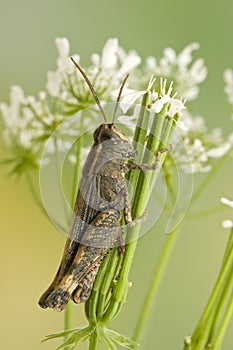 Grasshopper in the grass