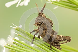 Grasshopper in the grass