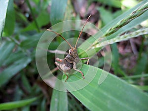 Grasshopper in the grass