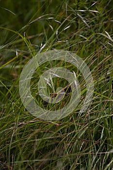 Grasshopper in Grass