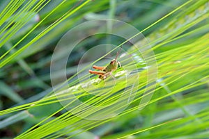 Grasshopper on the grass