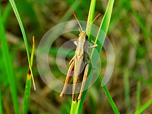 Grasshopper on grass blade