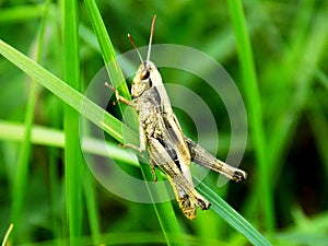 Grasshopper on grass blade