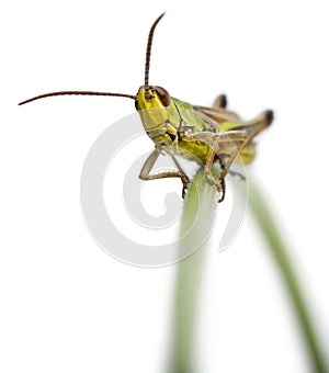 Grasshopper on a grass blade in front of white