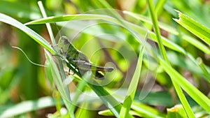 Grasshopper in the grass close-up