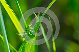 Grasshopper on grass close up