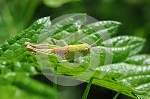 Grasshopper in the grass