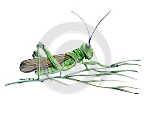 Grasshopper in the grass. Isolated on white background.