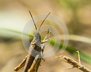 Grasshopper in the grass macro