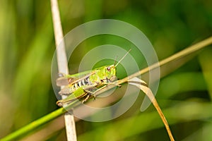grasshopper on the grass macro shot