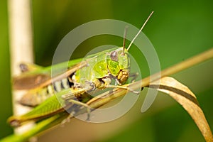 grasshopper on the grass macro shot