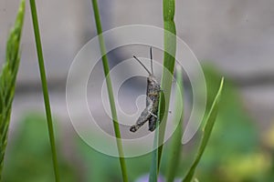 Grasshopper on the grass, macrophotographic photography.