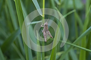 Grasshopper on the grass, macrophotographic photography.