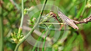 Grasshopper on grass. Static close up shot