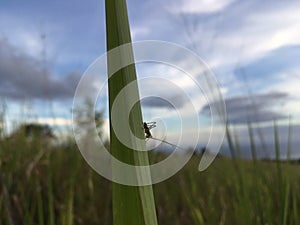 Grasshopper on Grass - View of Pacific Ocean from Waimea Canyon on Cloudy Day on Kauai Island, Hawai.