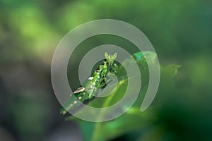 Insect Nature Grasshopper Green Background