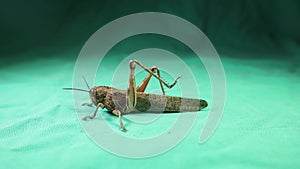 Grasshopper on a green background. Grasshopper isolated. Entomology. insect
