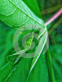 The grasshopper on the green cassava leaves shows its beauty and beauty