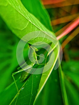 The grasshopper on the green cassava leaves shows its beauty and beauty