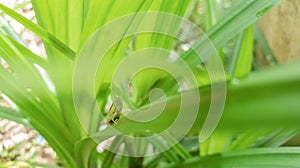 grasshopper on green grass, Bug a small macro wildlife insect nature background