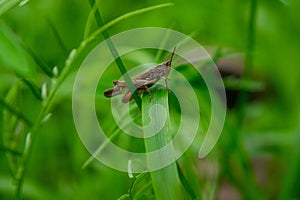 Grasshopper in the green grass, close-up, selective focus