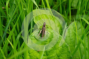 A grasshopper in the green grass on a green leaf, close-up