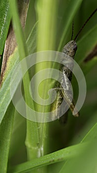 Grasshopper on the green grass. Insects. Summer time.