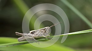 Grasshopper on the green grass. Insects. Summer time.