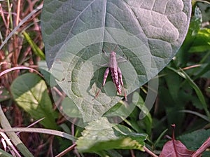 A grasshopper on a green leaf.