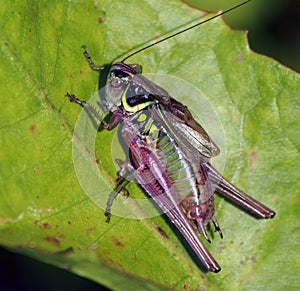 Kobylka na zeleném listu
