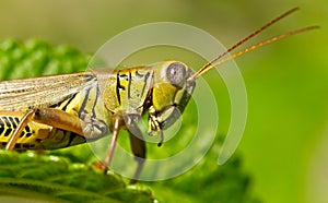 Grasshopper On A Green Leaf