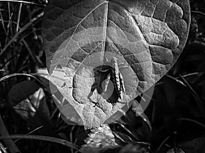 A grasshopper on a green leaf. Black and white.