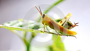 grasshopper on green leaf. close up photo