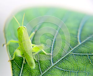 Grasshopper on a green leaf and eats it.