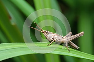 Grasshopper on green leaf on green background