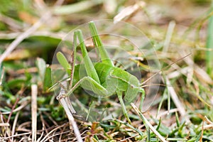 Grasshopper on a green leaf macro