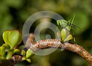 Grasshopper on green leaf, macro close up