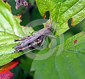 Grasshopper on green leaf, macro