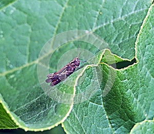 Grasshopper on green leaf, macro