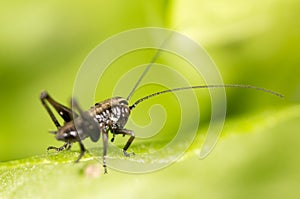 Grasshopper on a green leaf. macro