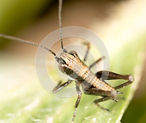 Grasshopper on a green leaf. macro