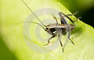 Grasshopper on a green leaf. macro