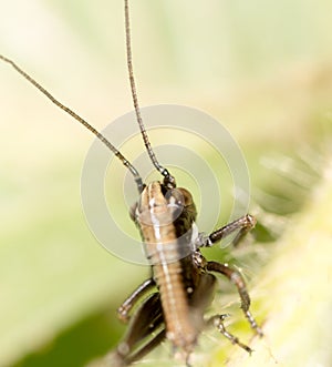 Grasshopper on a green leaf. macro