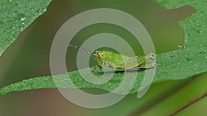 Grasshopper on green leaf in tropical rain forest.